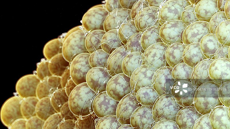 脂肪细胞图图片素材