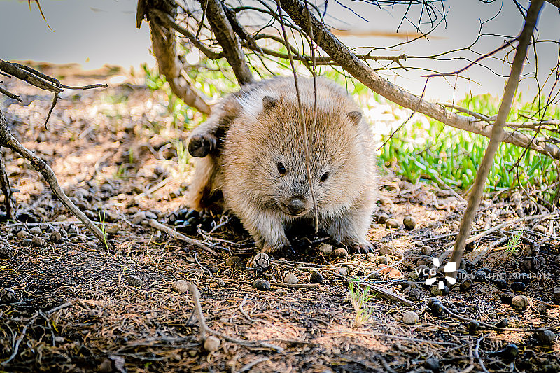 澳大利亚考拉肖像图片素材