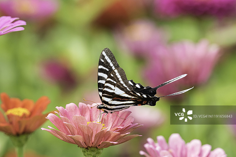 彩色粉色田野中玉带凤蝶图片素材