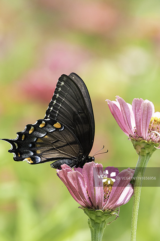 香料灌木凤蝶与粉色花朵图片素材