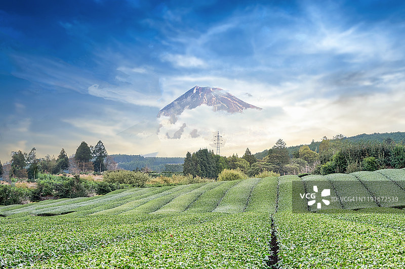 日本静冈县的茶园与富士山春景图片素材