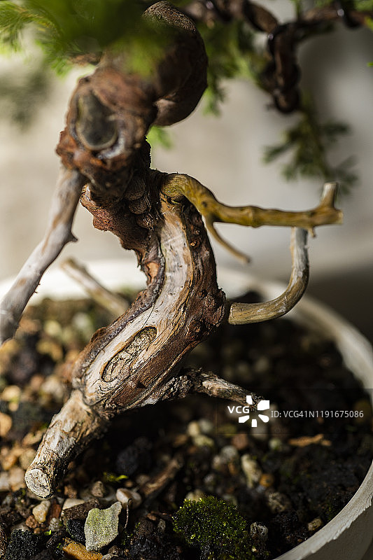 系鱼川真柏盆景树皮特写图片素材