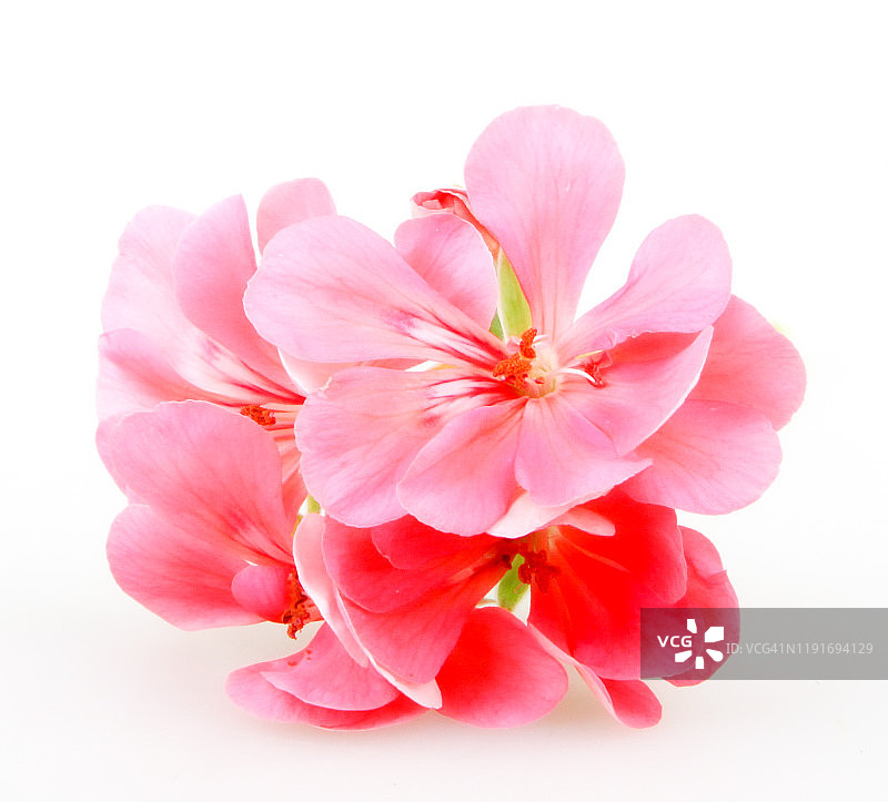 白色背景下的天竺葵图片素材