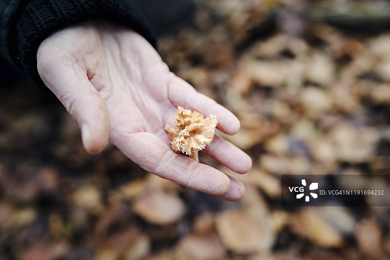食物采集者在森林里寻找刺猬蘑菇图片素材