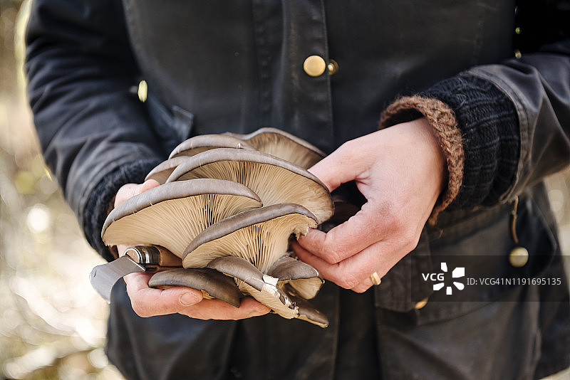 美食猎人手中的珍珠牡蛎蘑菇图片素材