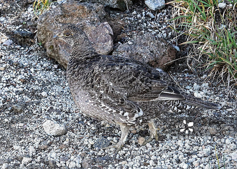 俄勒冈州火山口湖国家公园的松鸡图片素材
