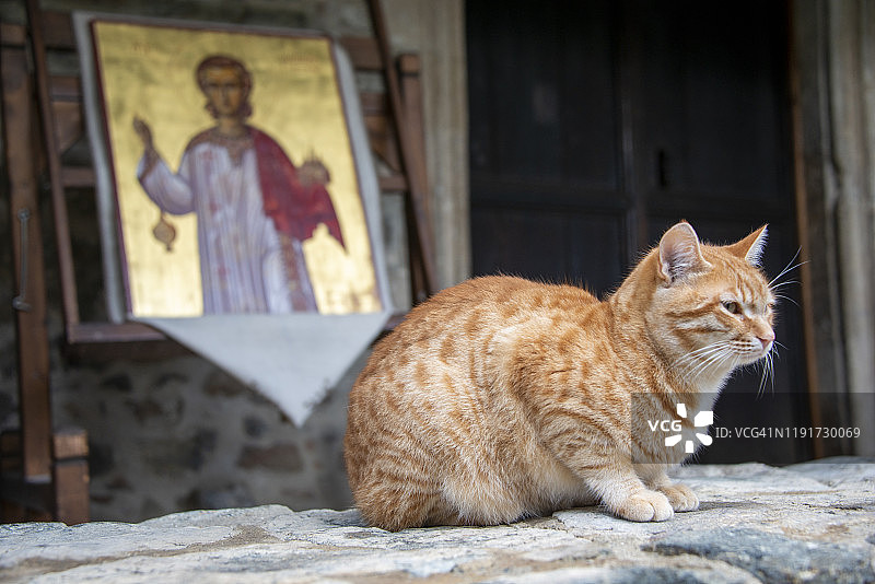 塞浦路斯卡洛帕纳约蒂斯，Agios Ioannis (圣约翰) Lampadistis修道院前的猫图片素材