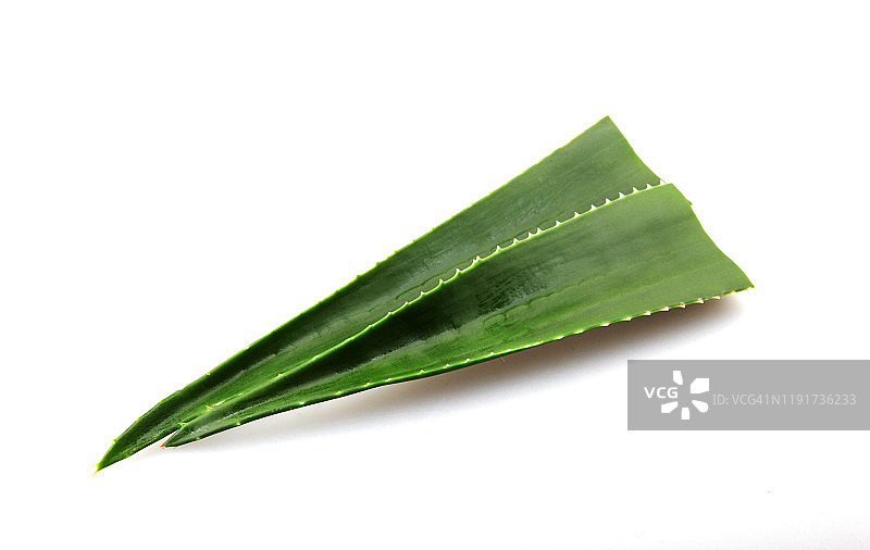 白色背景上的芦荟图片素材