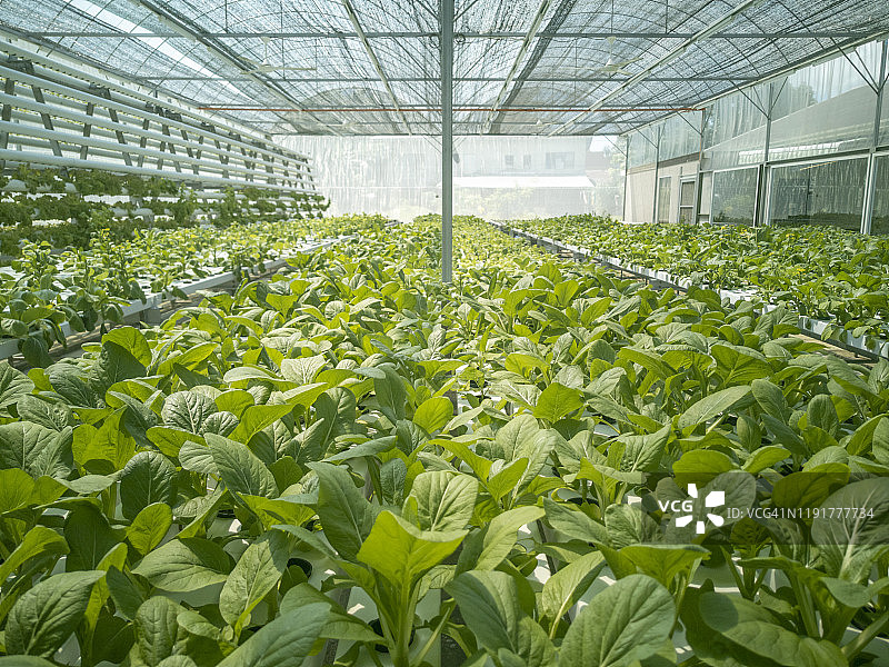 在温室中使用水培或鱼菜共生系统种植的新鲜有机蔬菜图片素材