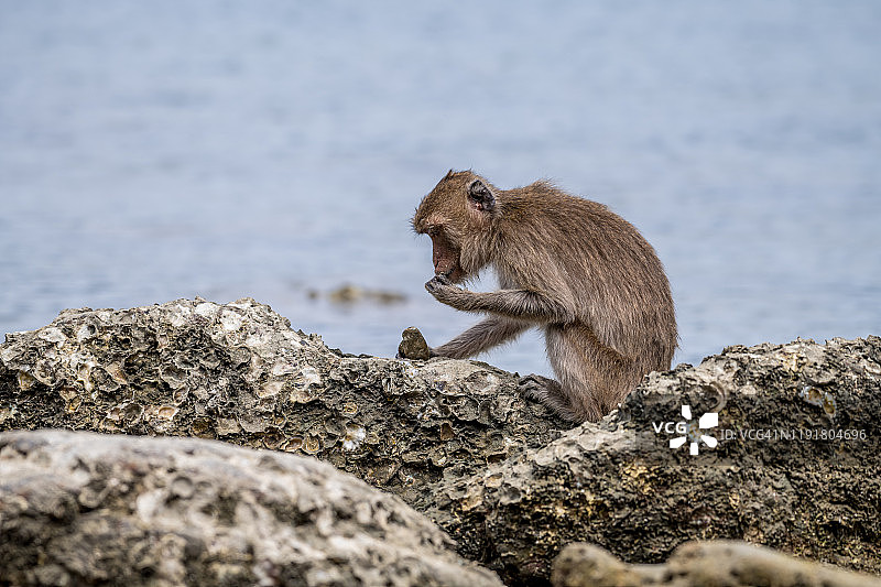 猕猴在科拉姆岛觅食贝类图片素材