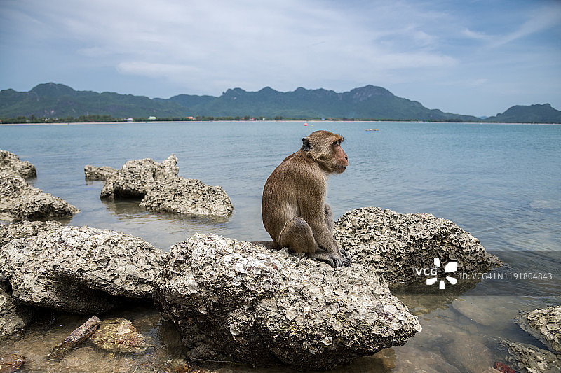 猕猴在科拉姆岛觅食贝类图片素材