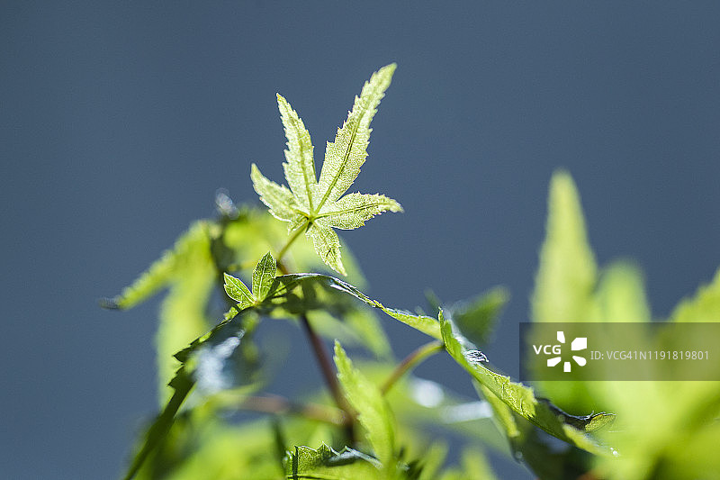 白色背景下日本枫树绿叶特写和微距摄影图片素材