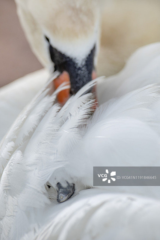 特写：可爱的疣鼻天鹅和刚孵出的幼鸟图片素材