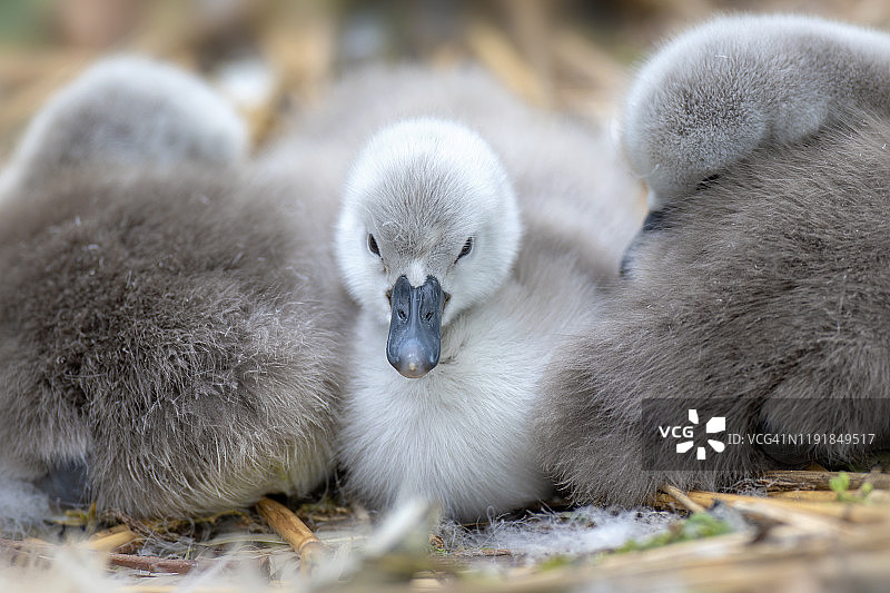 刚孵化的可爱疣鼻天鹅幼鸟特写图片素材