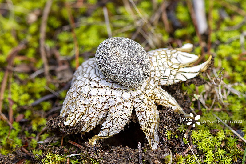 土星菇特写图片素材