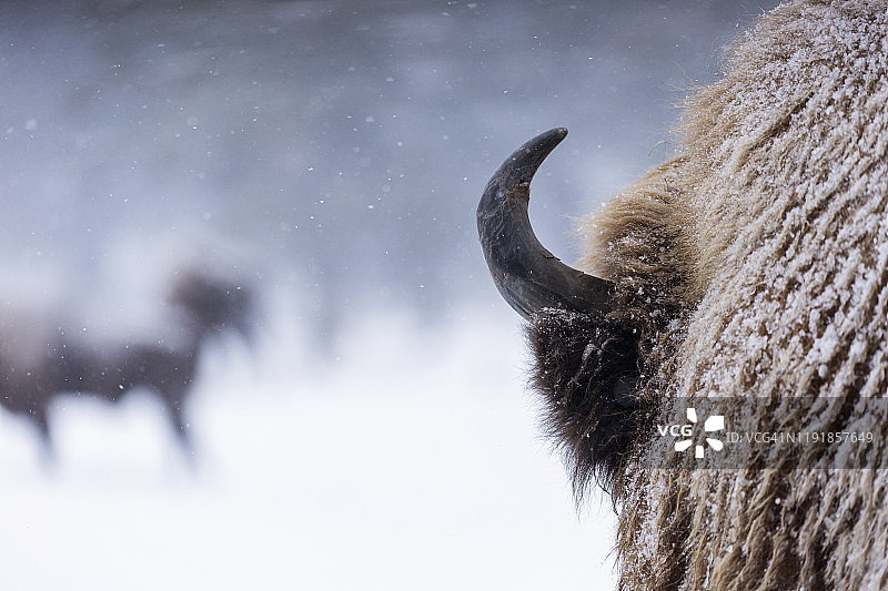 栖息地冬季的野牛或欧洲野牛，美丽的雪景图片素材