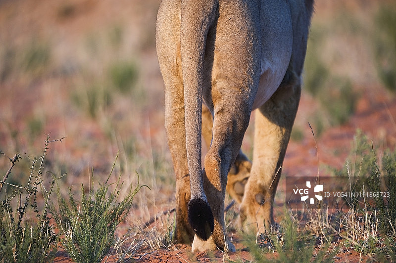 卡拉哈里沙漠中行走中的狮子背影图片素材