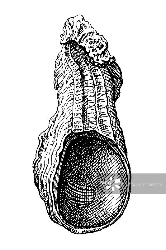 已灭绝的厚壳牡蛎化石图片素材