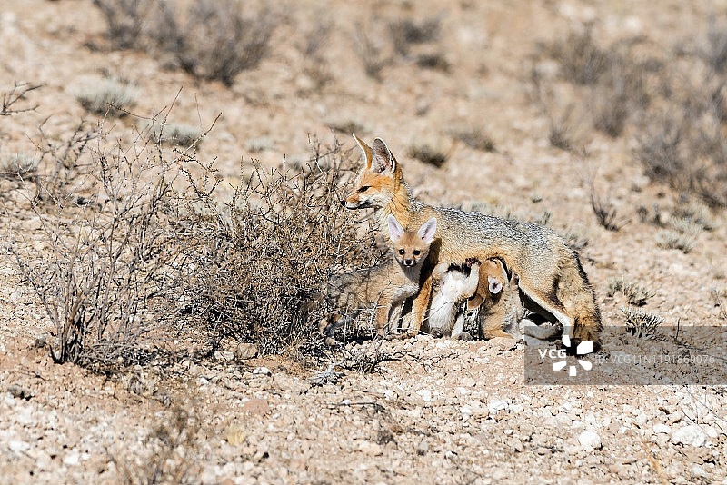卡拉哈里沙漠中开普狐喂幼崽图片素材