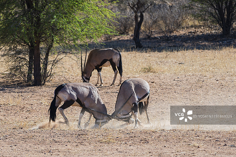 Gemsbok 羚羊在 Auob Wadi 战斗图片素材