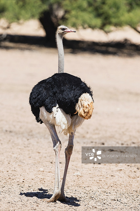 卡拉哈迪跨境国家公园的雄性鸵鸟图片素材