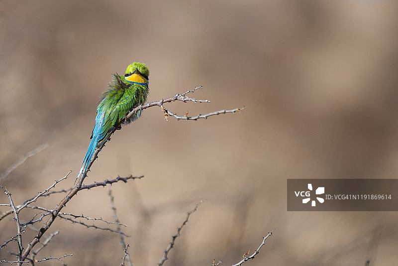 卡拉哈迪跨境国家公园的燕尾蜂虎图片素材