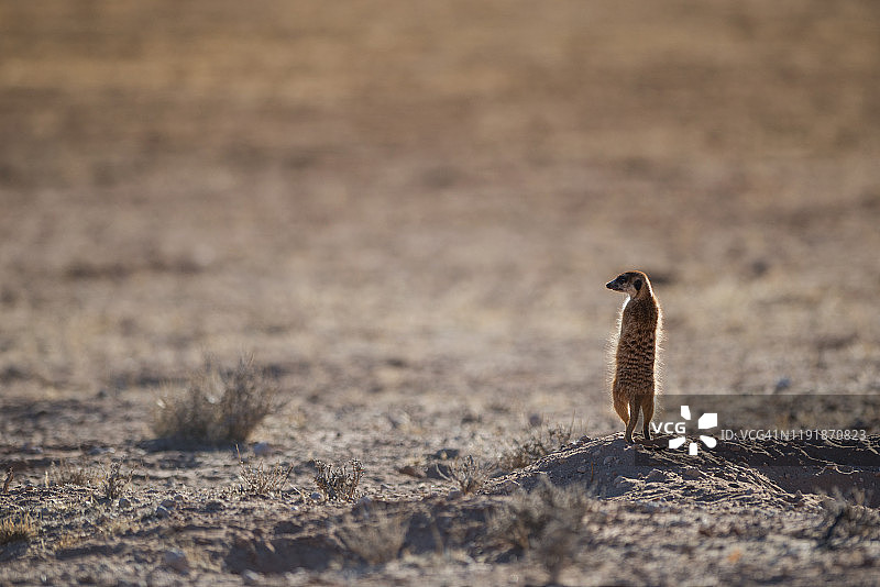 卡拉哈里沙漠奥布瓦迪的猫鼬图片素材