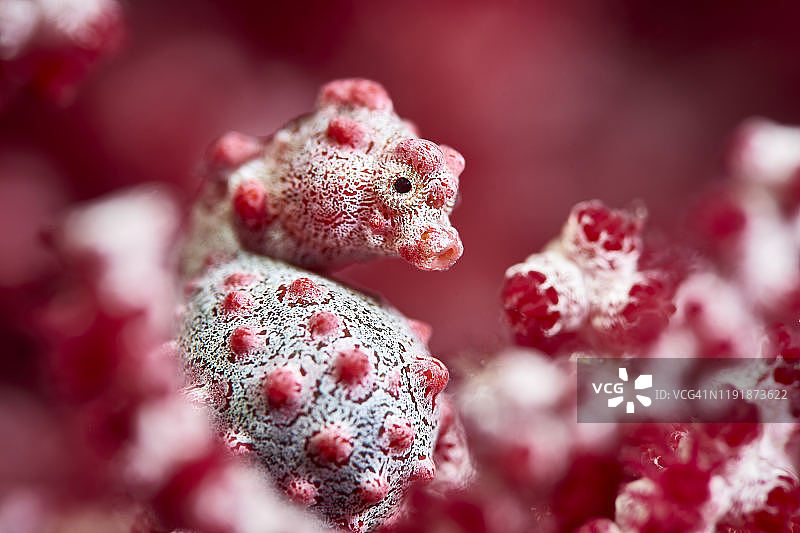 豆丁海马图片素材