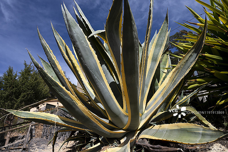 维拉弗洛尔的龙舌兰，特内里费岛，加那利群岛图片素材
