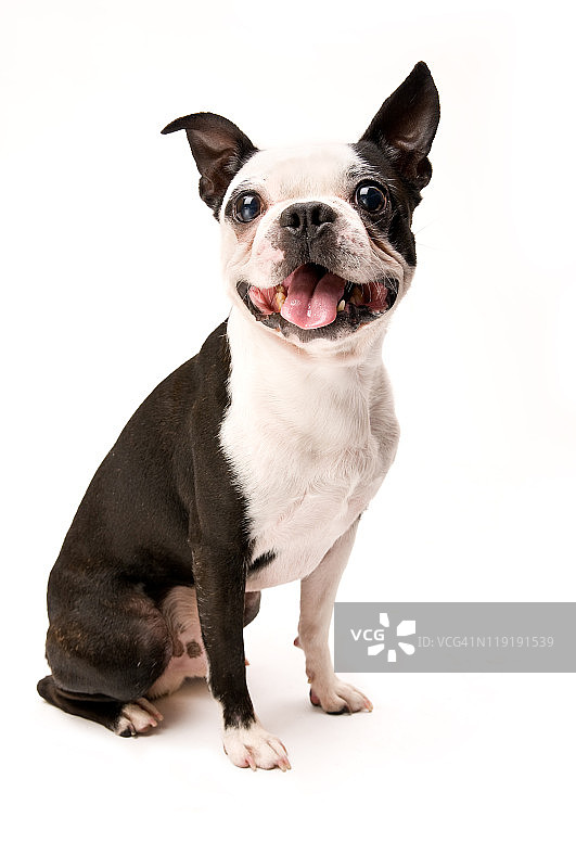 白色背景下的兴奋波士顿梗犬全身照图片素材