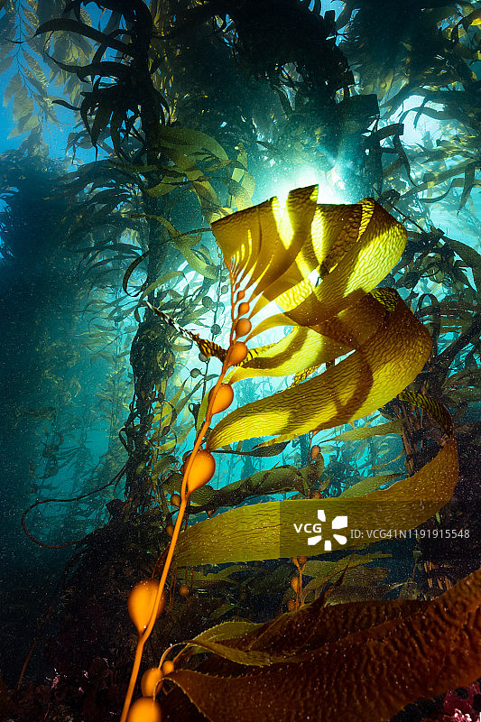 加利福尼亚海带森林图片素材