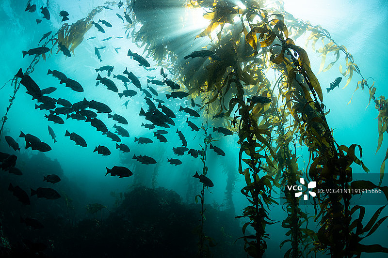阳光下的蓝石斑鱼和海带剪影图片素材