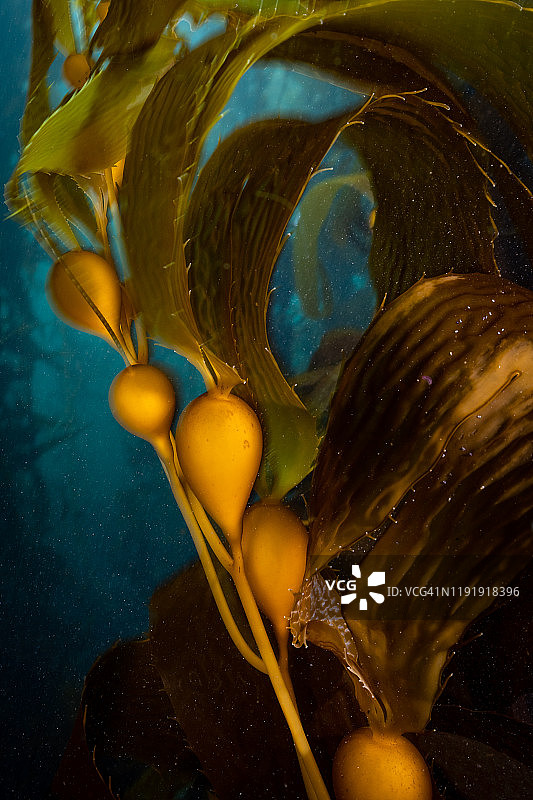 巨型海藻的气囊图片素材