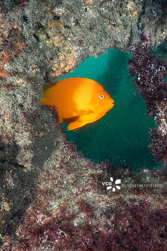 拉霍亚海湾的加里波第鱼图片素材