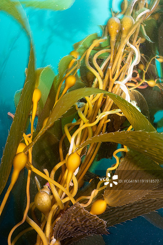 拉霍亚海带细节图片素材