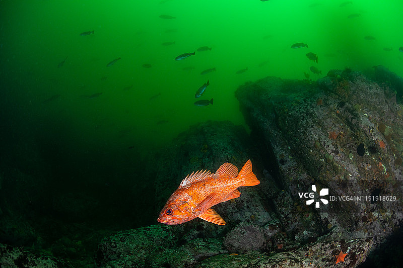 绿水中的朱红石斑鱼图片素材