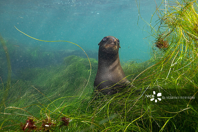 拉霍亚海草中的海狮图片素材