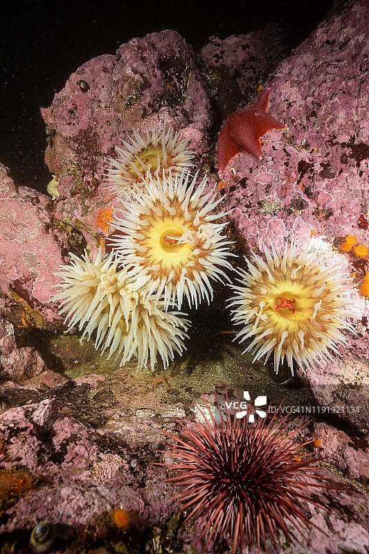 静水湾区域公园的水下礁石图片素材