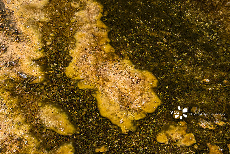 嗜热细菌垫图片素材