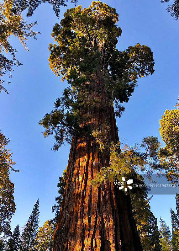 加利福尼亚州红杉国家公园格兰特将军丛林的巨型红杉图片素材
