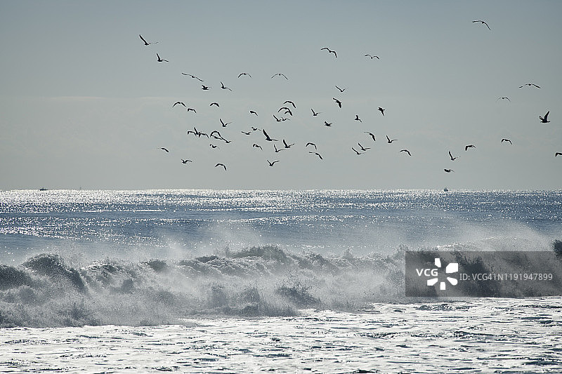 海鸥飞越海浪图片素材