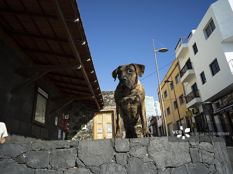 西班牙耶罗岛La Restinga的狗图片素材