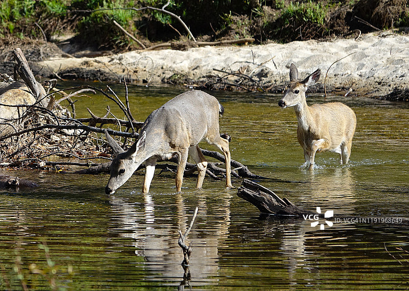 骡鹿，默塞德河，优胜美地国家公园，加利福尼亚州图片素材
