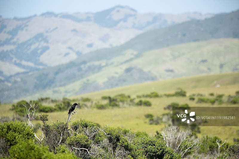 一只黑乌鸦栖息在海滩上，背景是圣伊内斯山脉图片素材