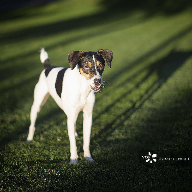 夕阳下公园里的小猎狐梗犬图片素材