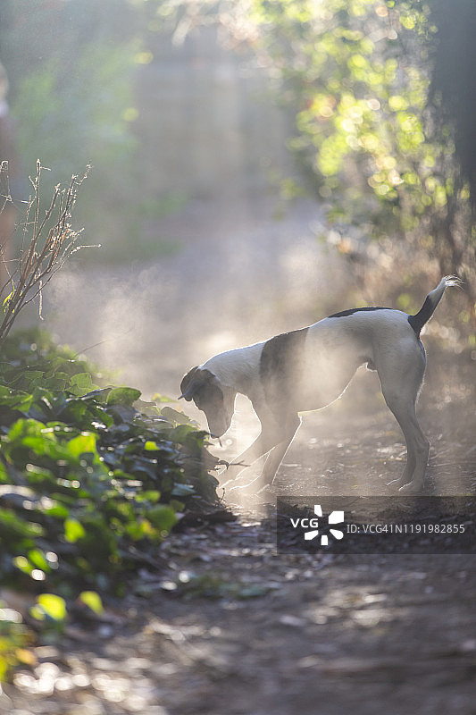 小狗在徒步小道上追逐逆光球图片素材