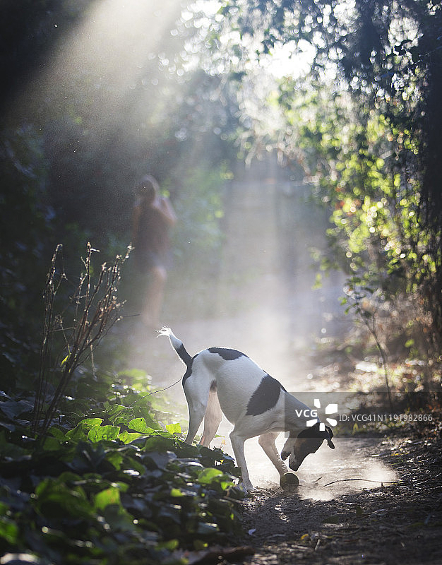 小狗在徒步小径的光束中玩网球图片素材
