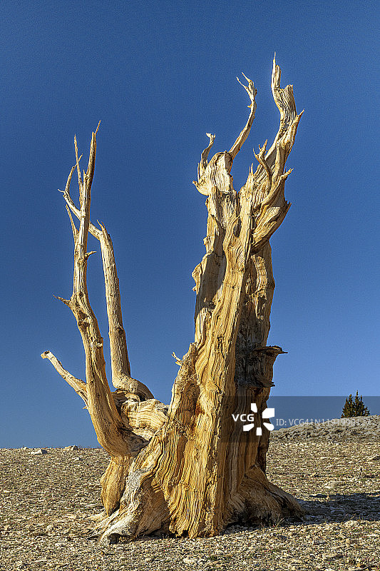 加利福尼亚州刺果松林图片素材