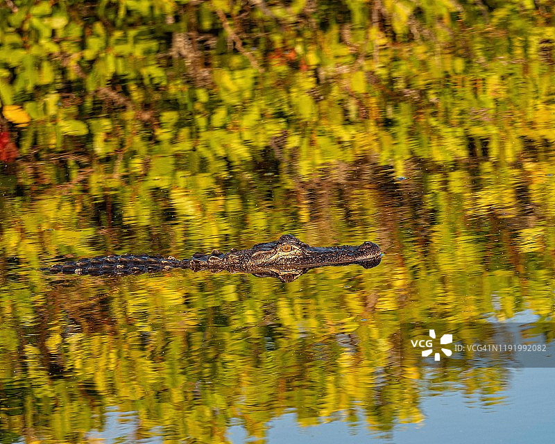 一只短吻鳄隐藏在水中色彩斑斓的倒影中图片素材