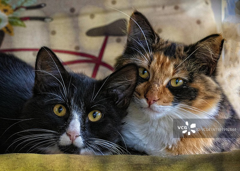 一对农场猫在休息图片素材